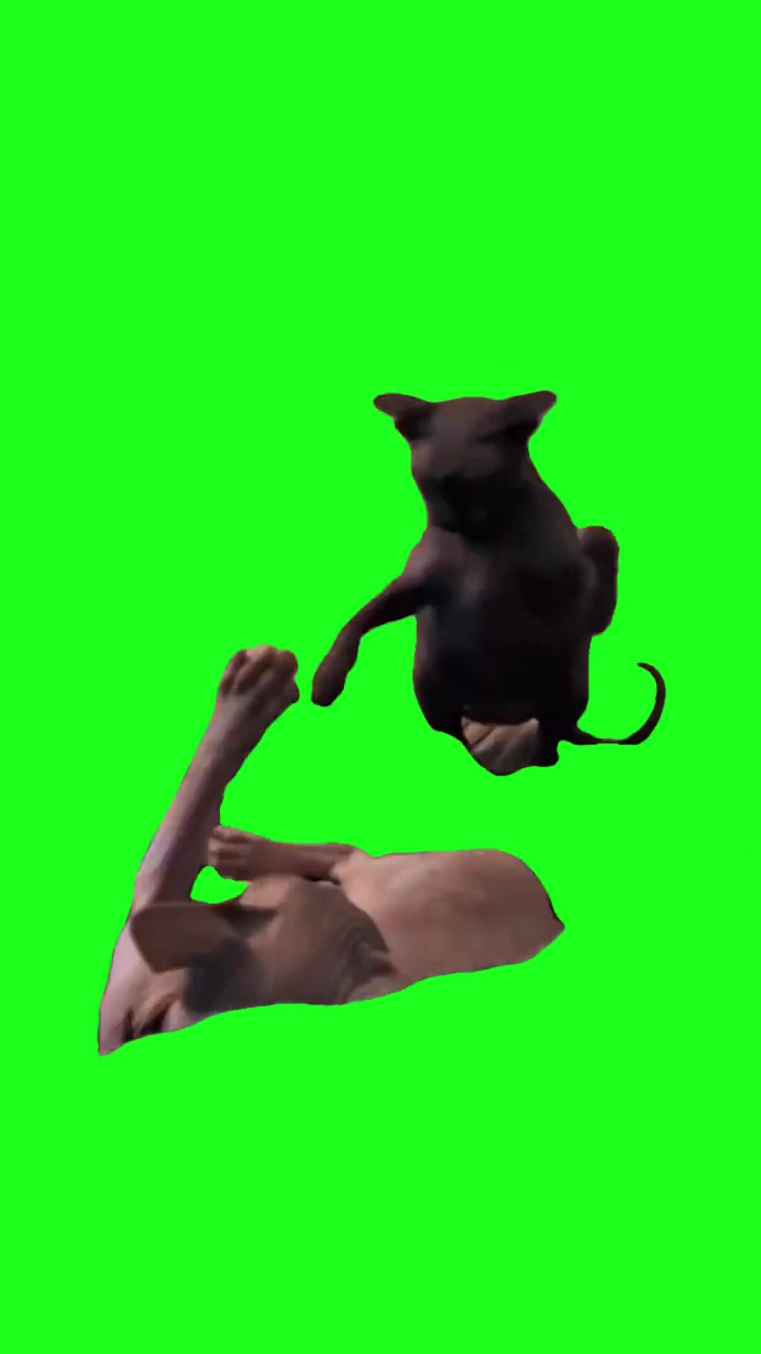 Cat fight green screen