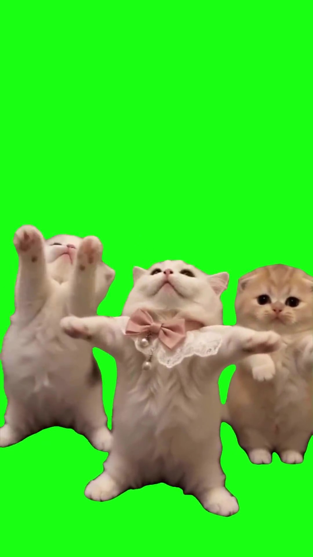 Cat funk dance green screen