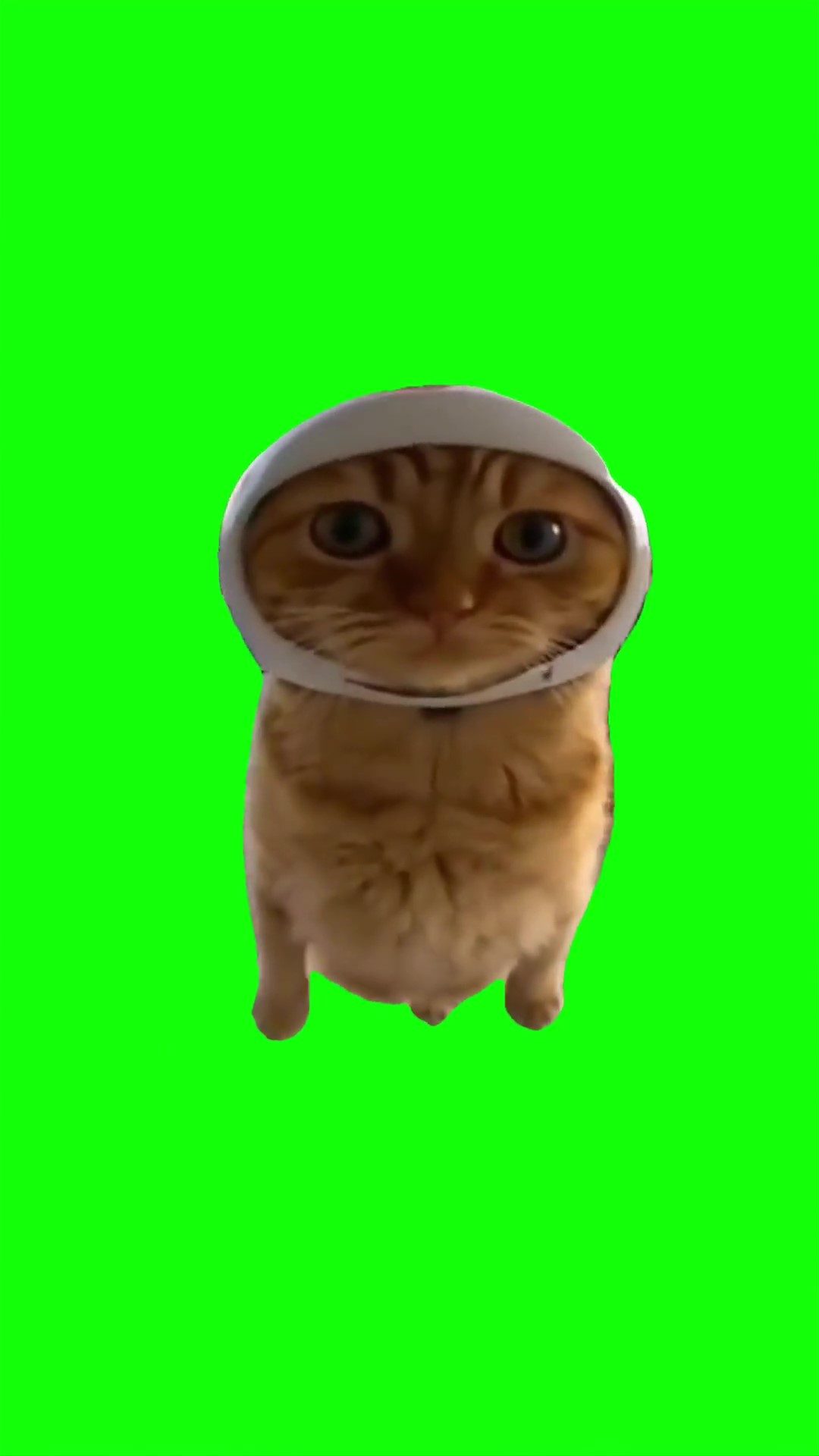 Cat helicopter green screen