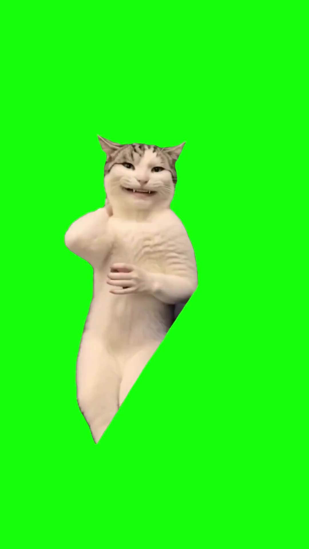 Cat i like that long hair big bond dance green screen