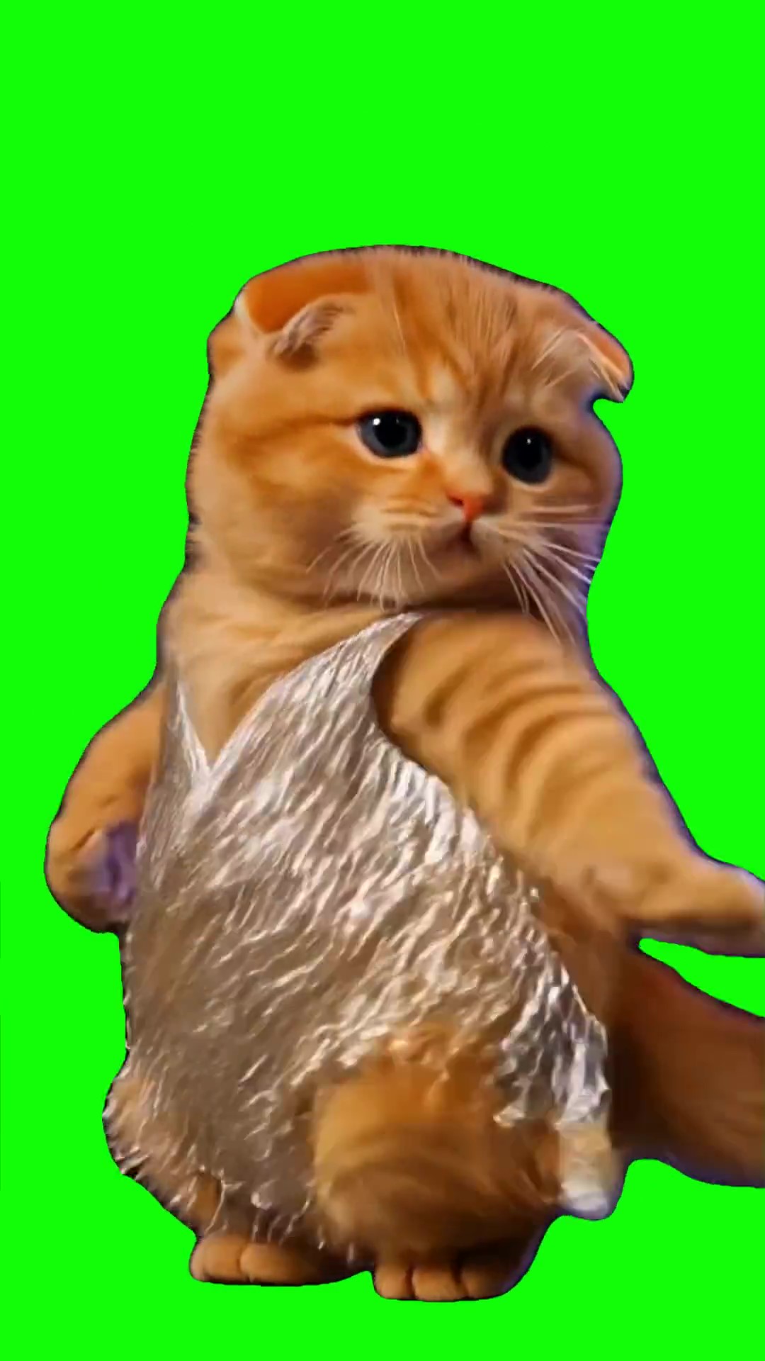 Cat in a dress dancing green screen