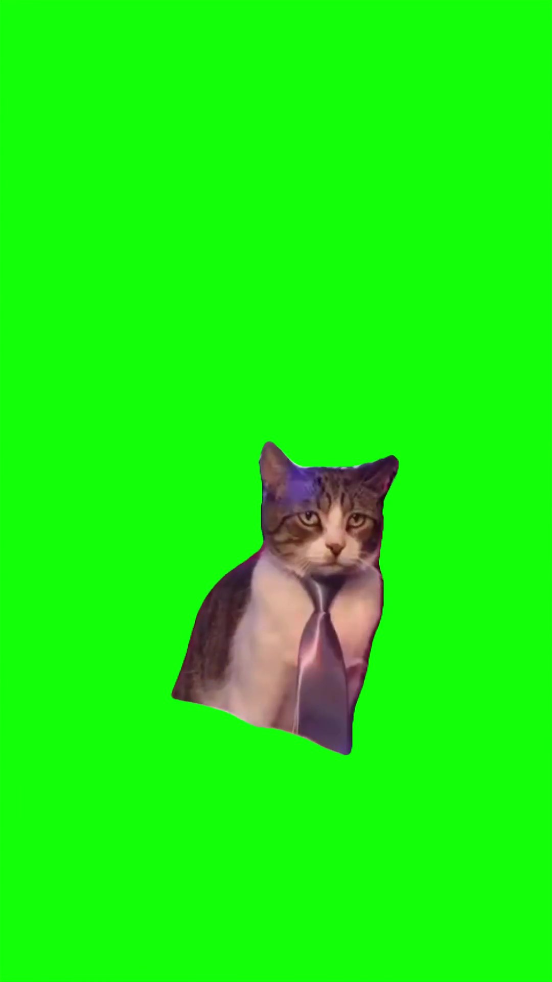 Cat in a tie sad green screen
