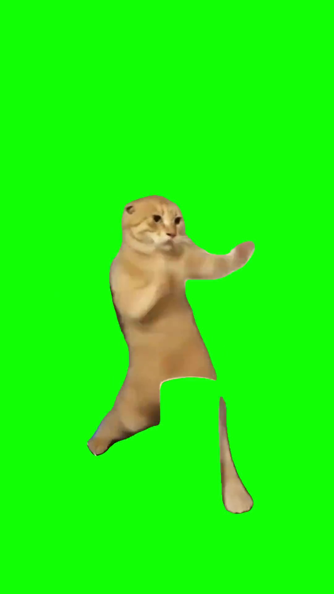 Cat kung fu green screen