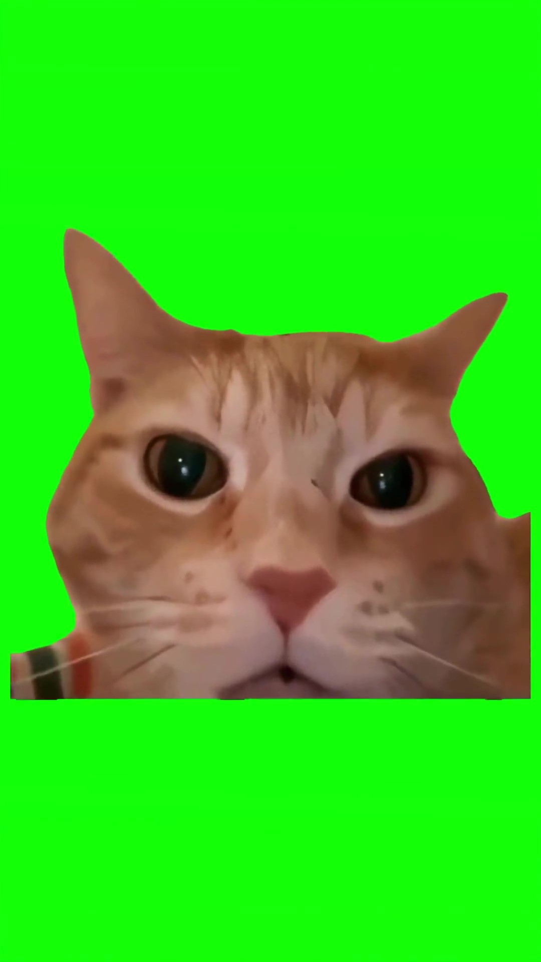 Cat laughing green screen