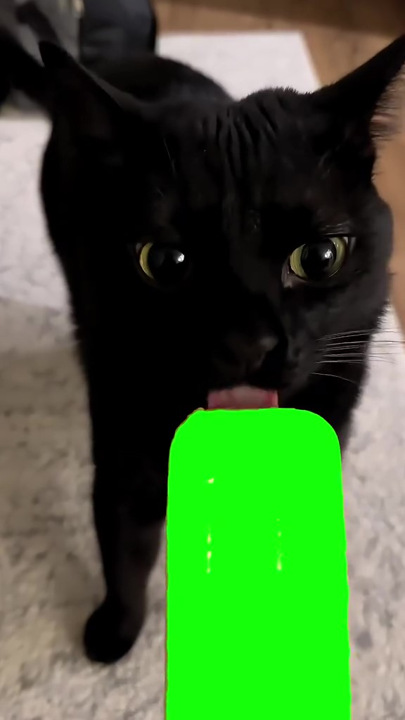 Cat licking green screen