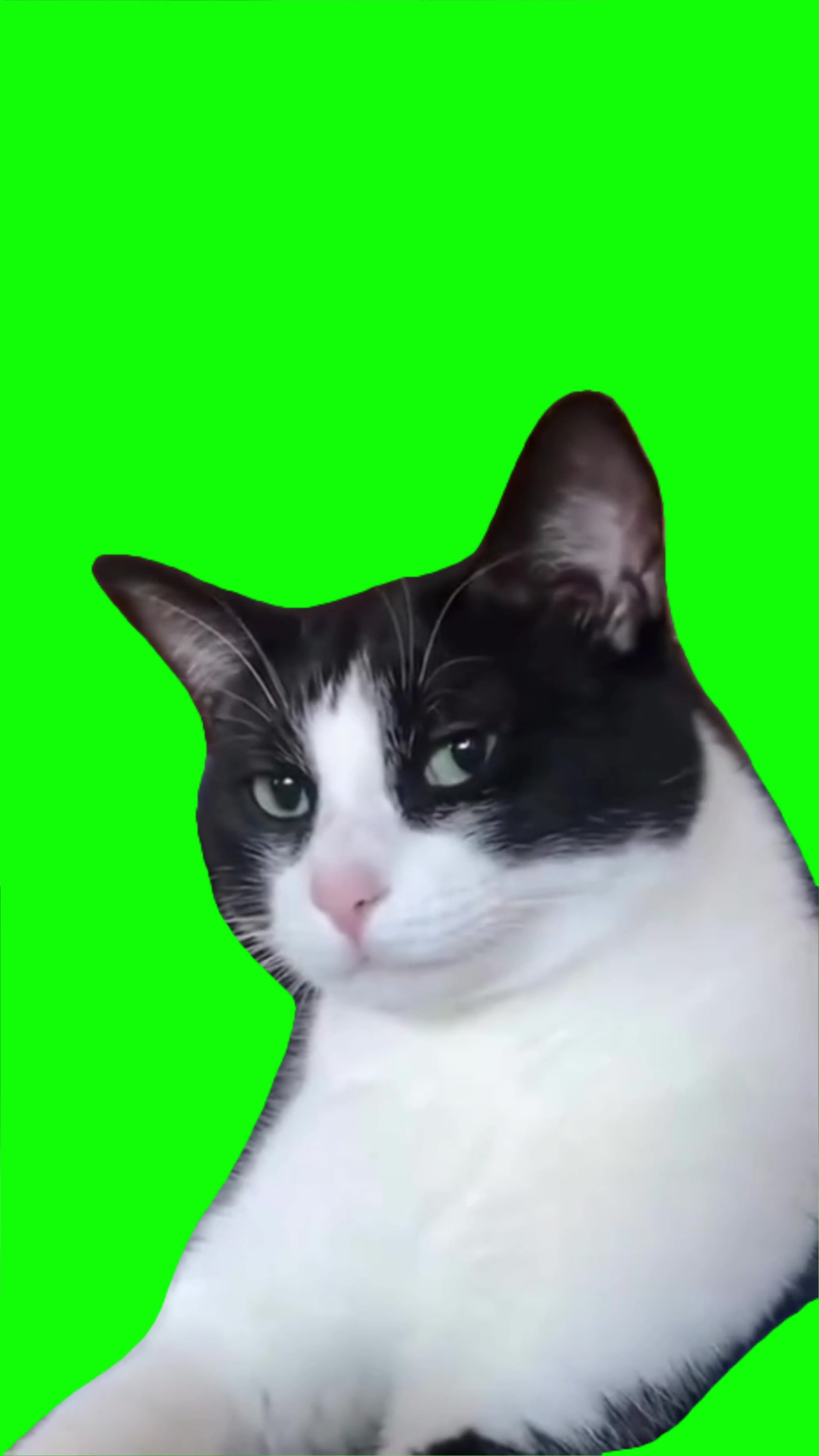 Cat looking green screen