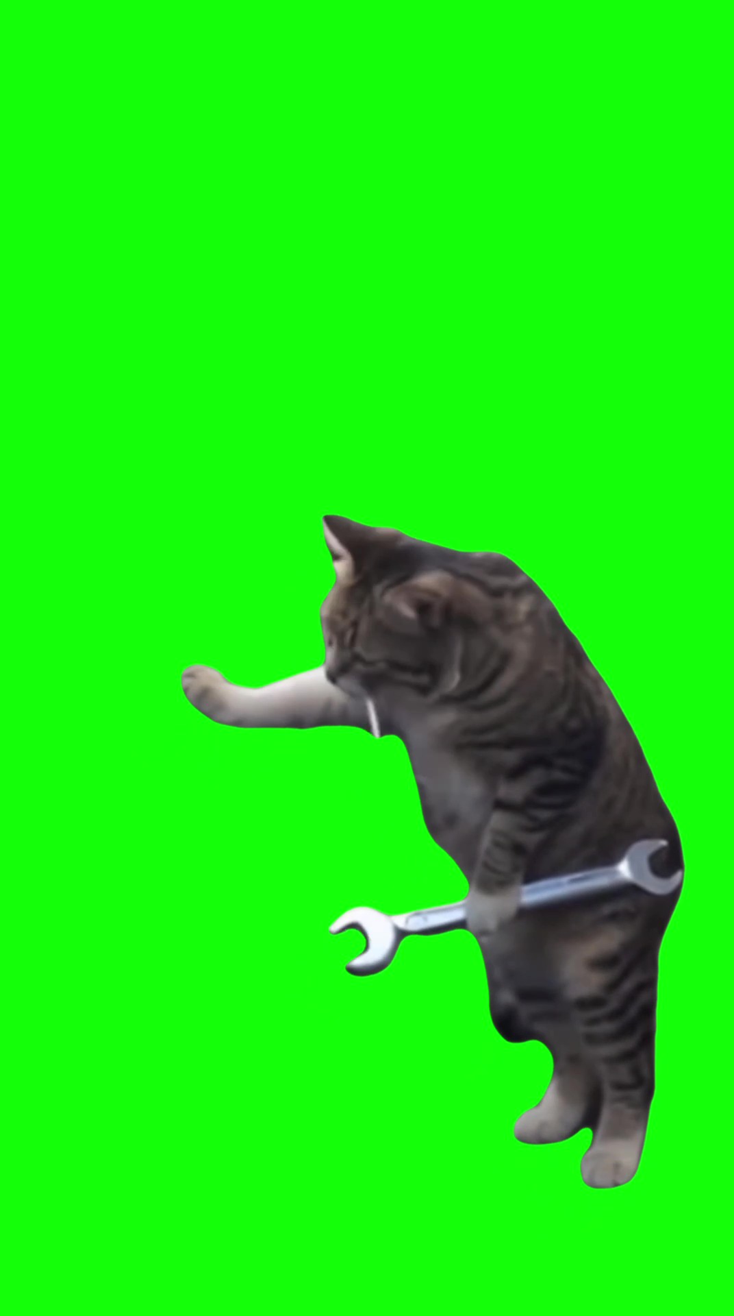 Cat mechanic green screen