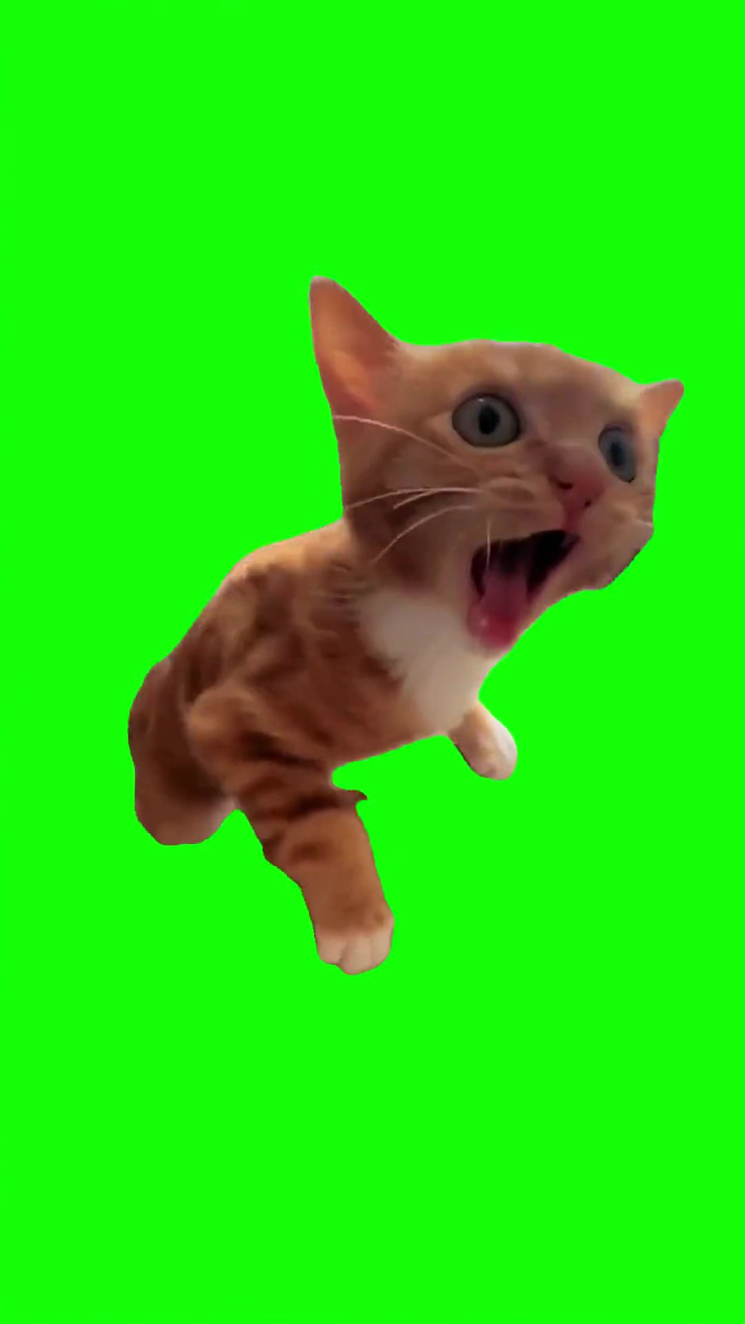 Cat meowing green screen