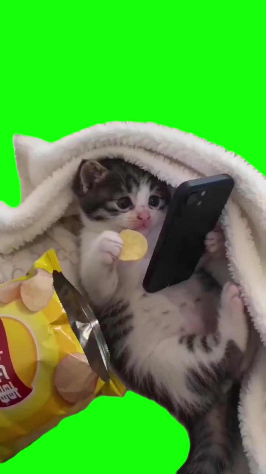 Cat on phone eating chips green screen