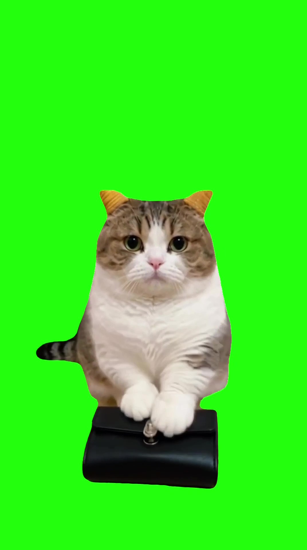 Cat opening wallet green screen