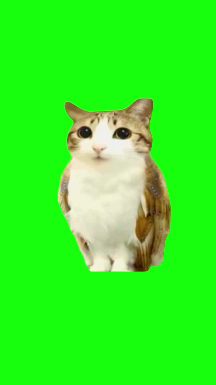 Cat owl green screen