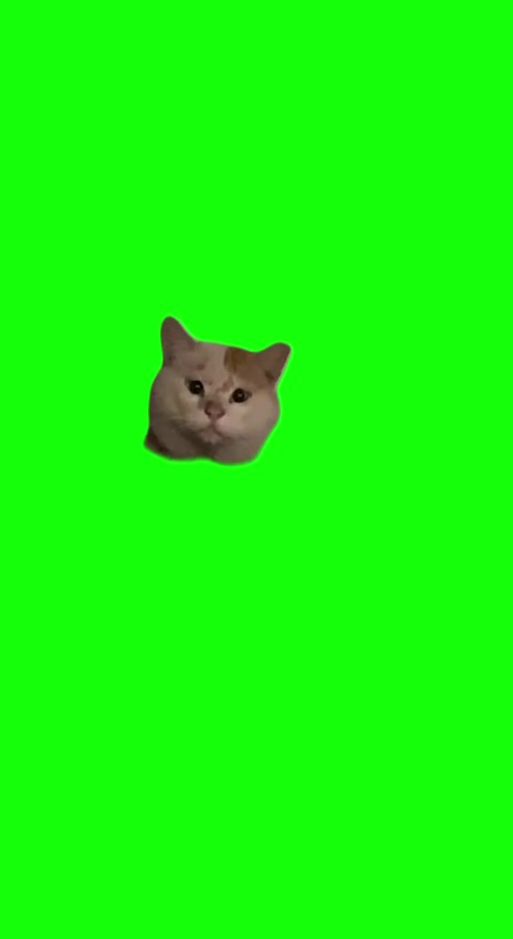 Cat peaking green screen