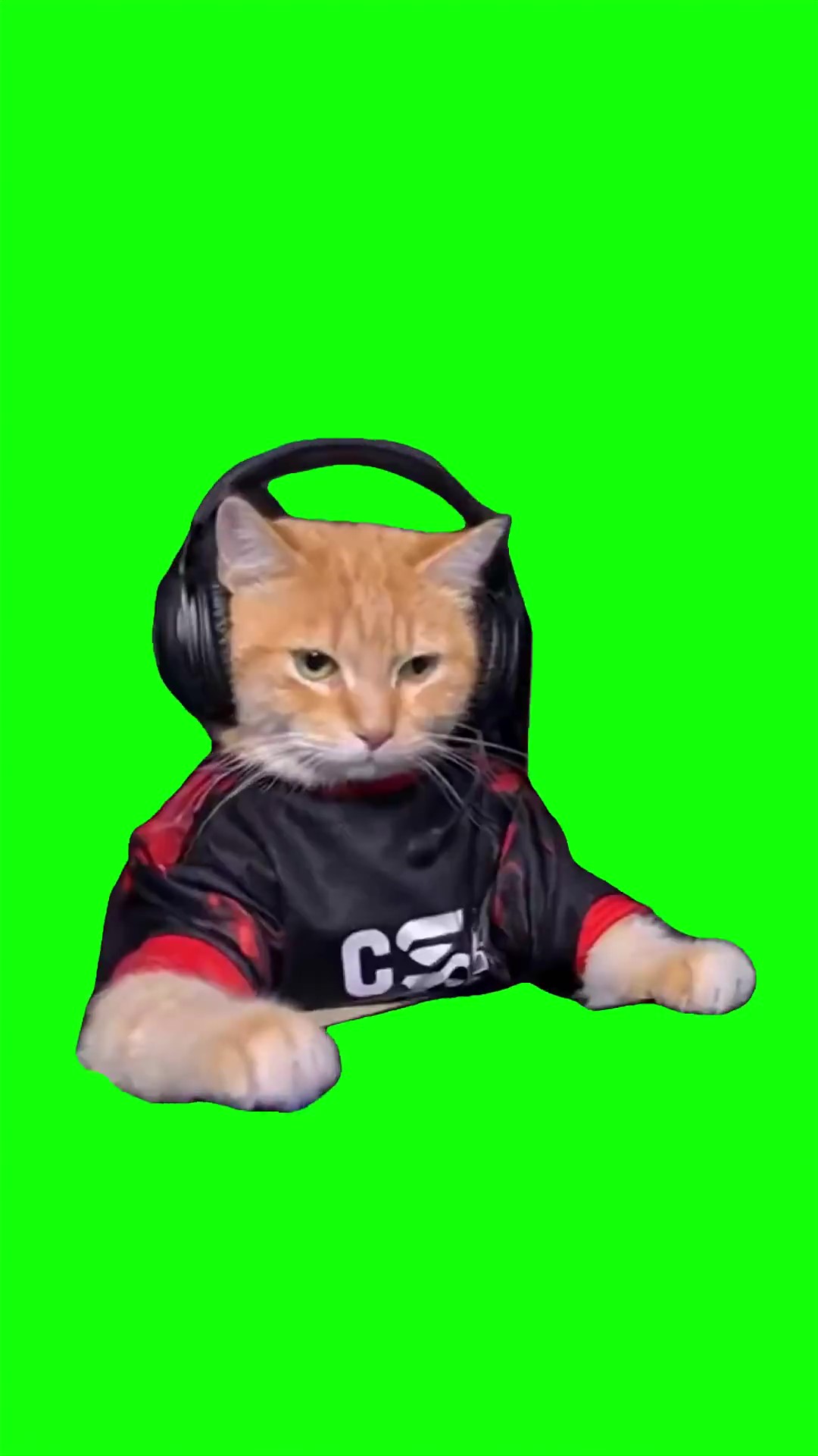 Cat playing video game green screen