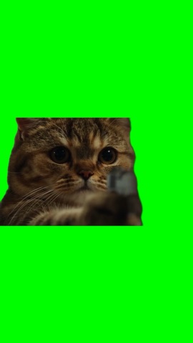Cat points a gun then starts crying green screen