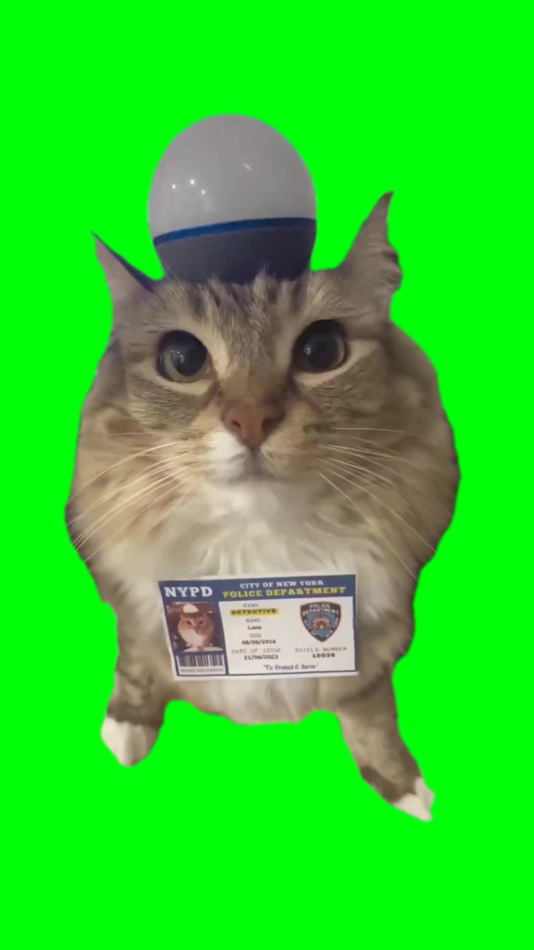 Cat police green screen