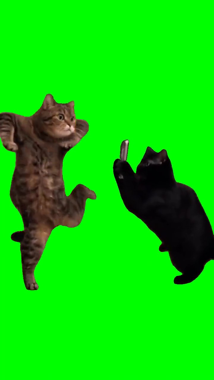 Cat recording a cat green screen
