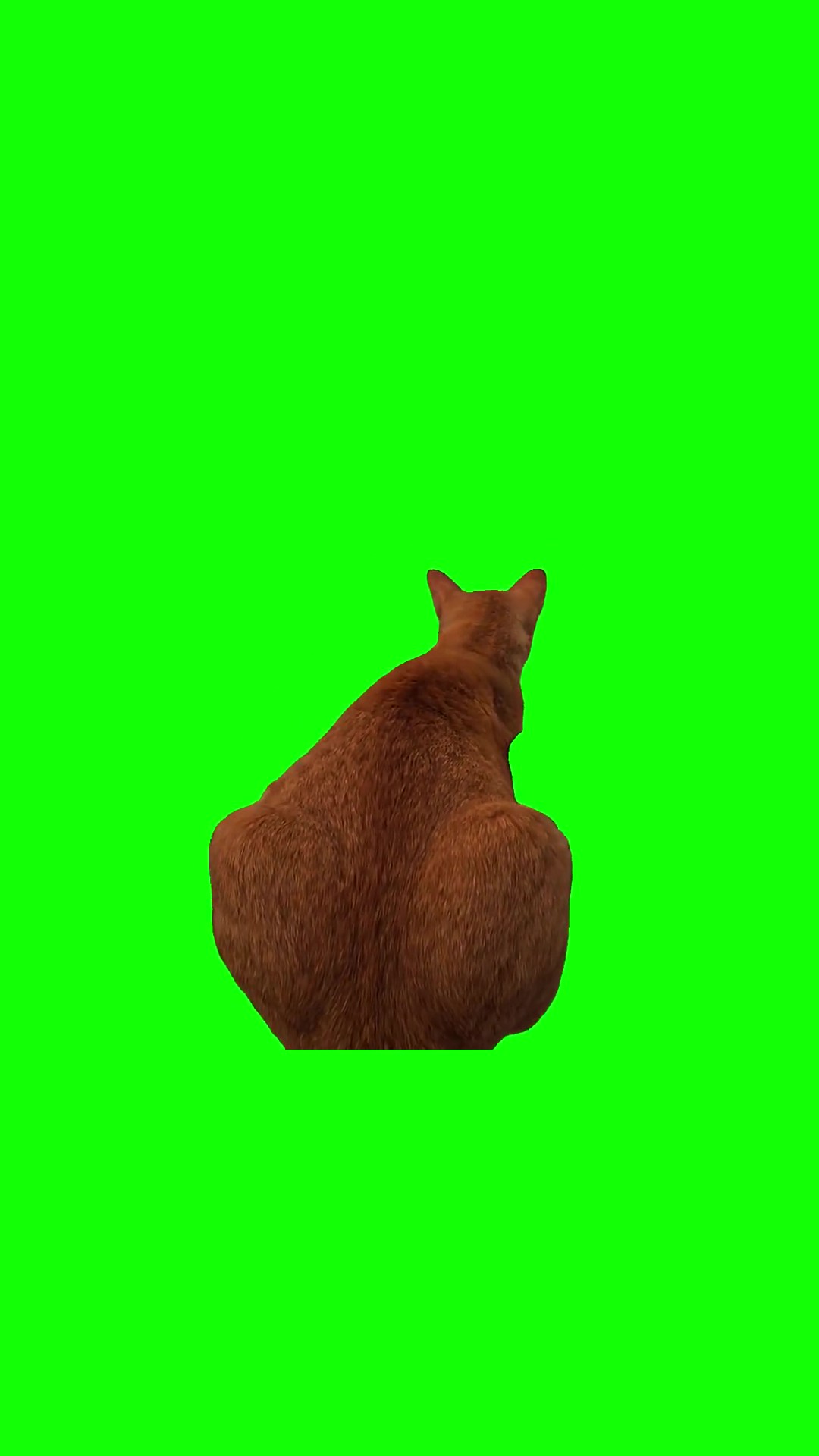 Cat riding motorcycle green screen