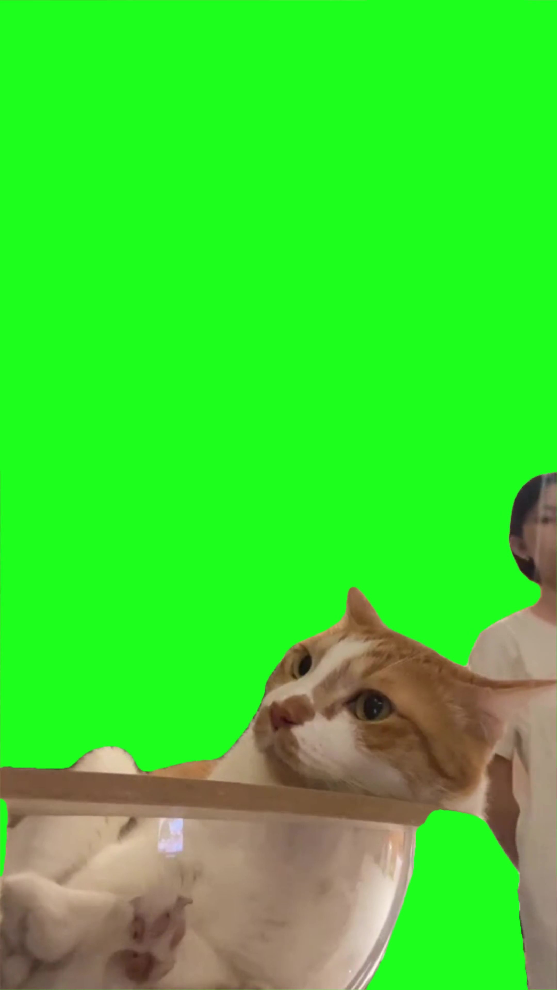 Cat saying no