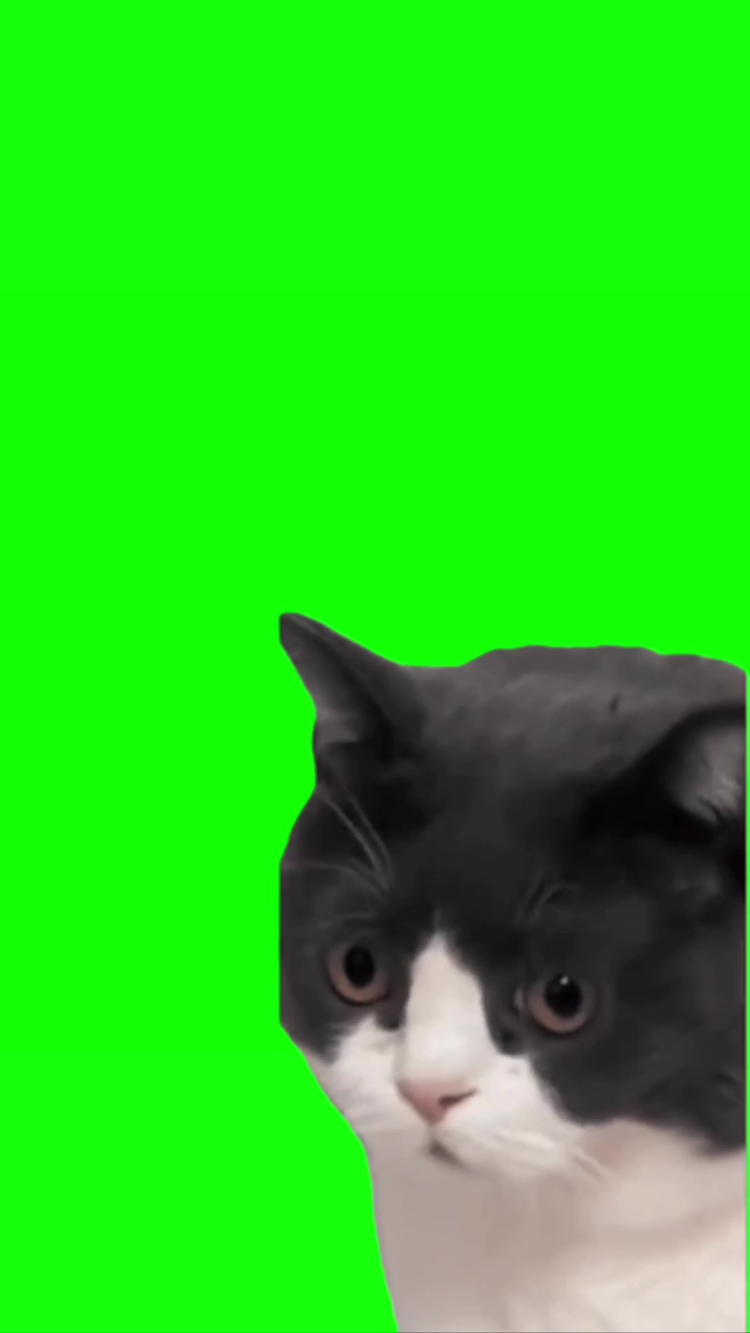 Cat shocked realization green screen