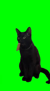 Cat shocked green screen