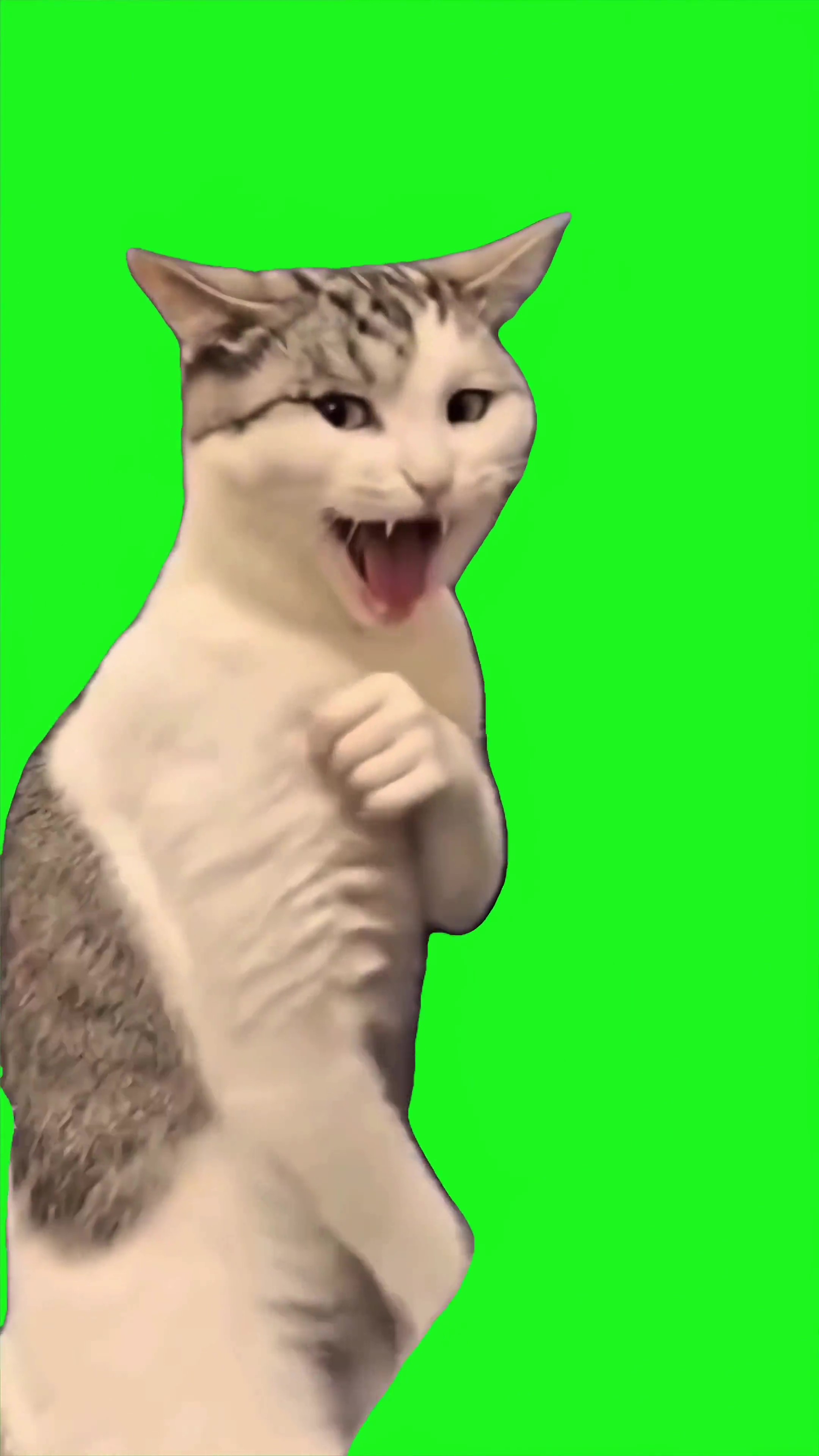 Cat showing off his moves green screen