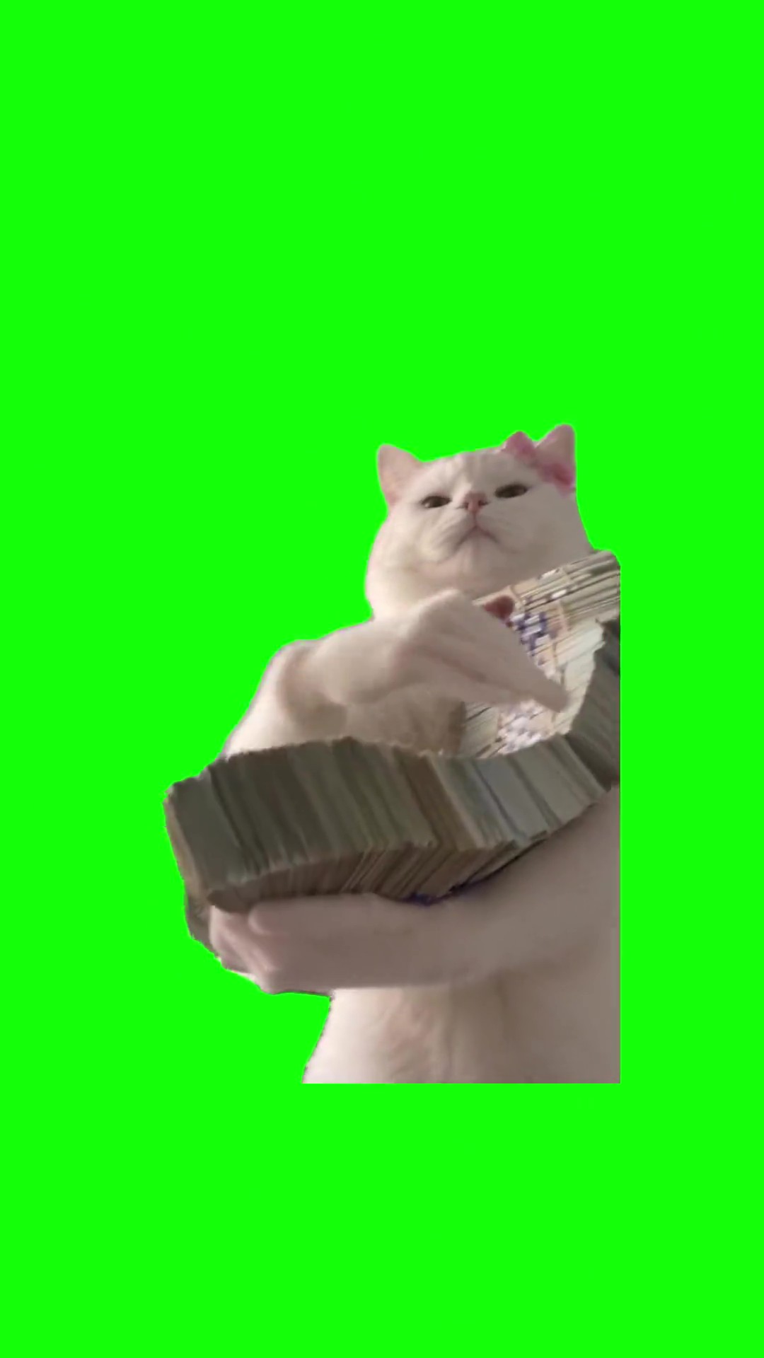 Cat shows off cash green screen