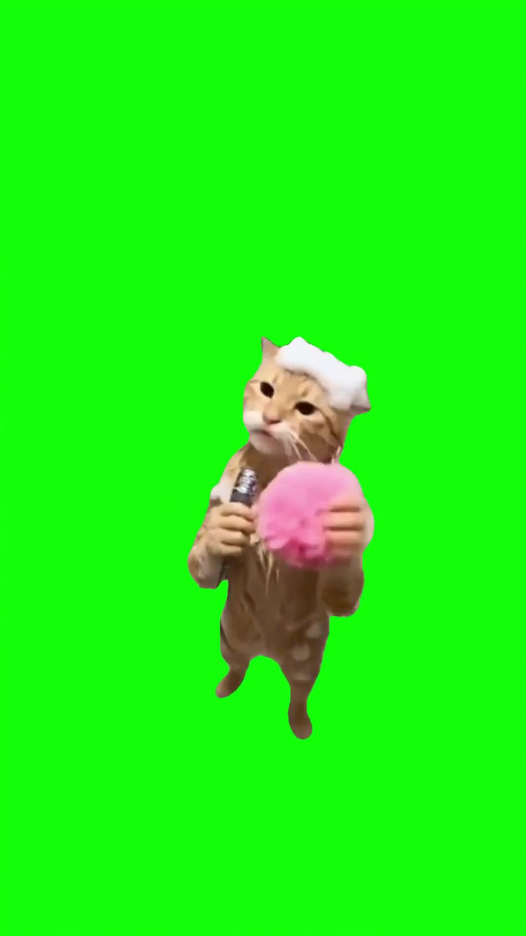 Cat singing in shower green screen