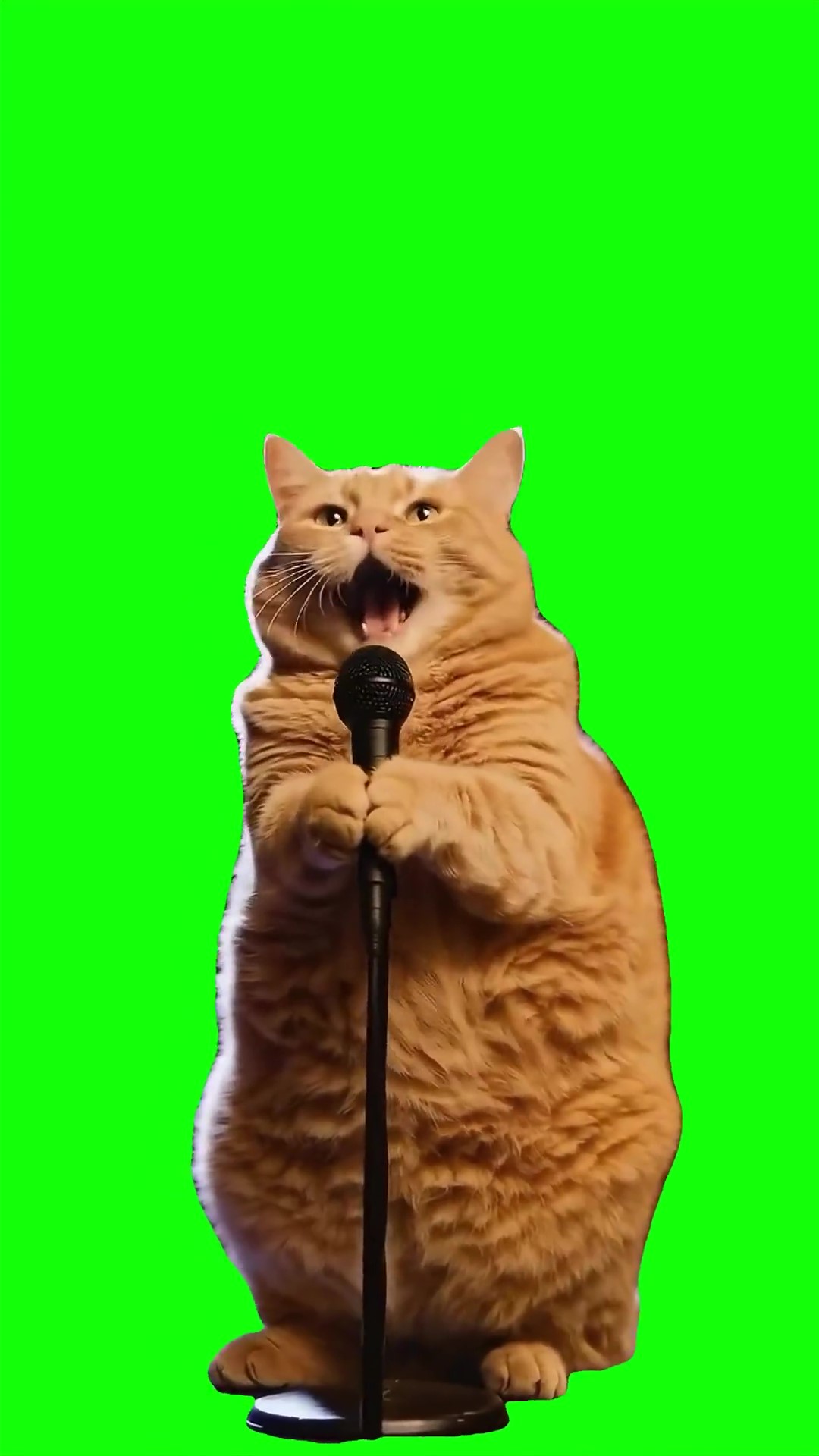 Cat singing opera green screen