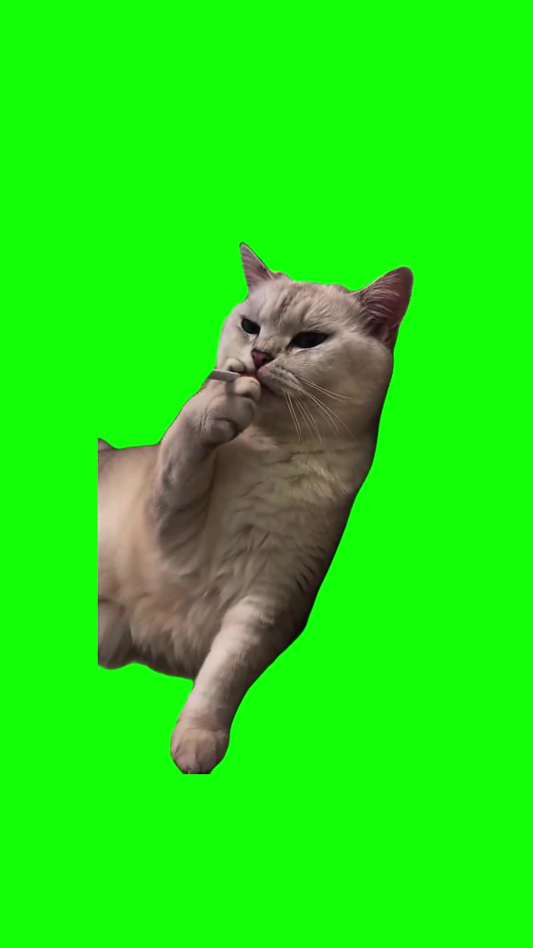 Cat smokes and relax green screen