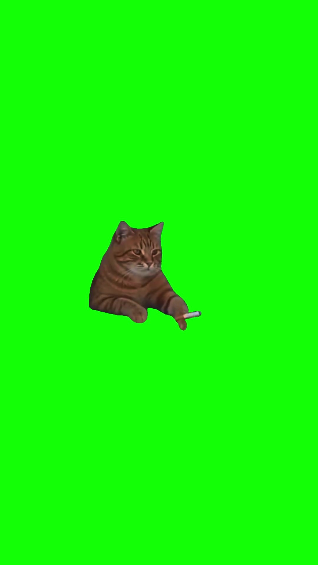Cat smoking green screen