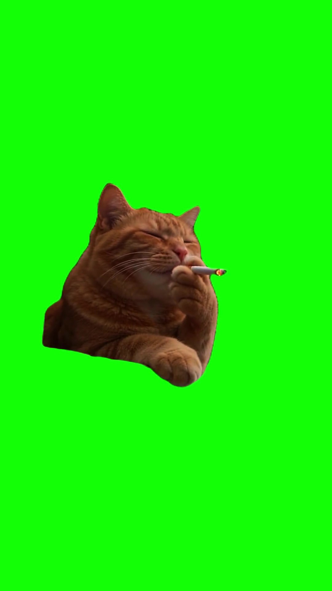 Cat smoking green screen