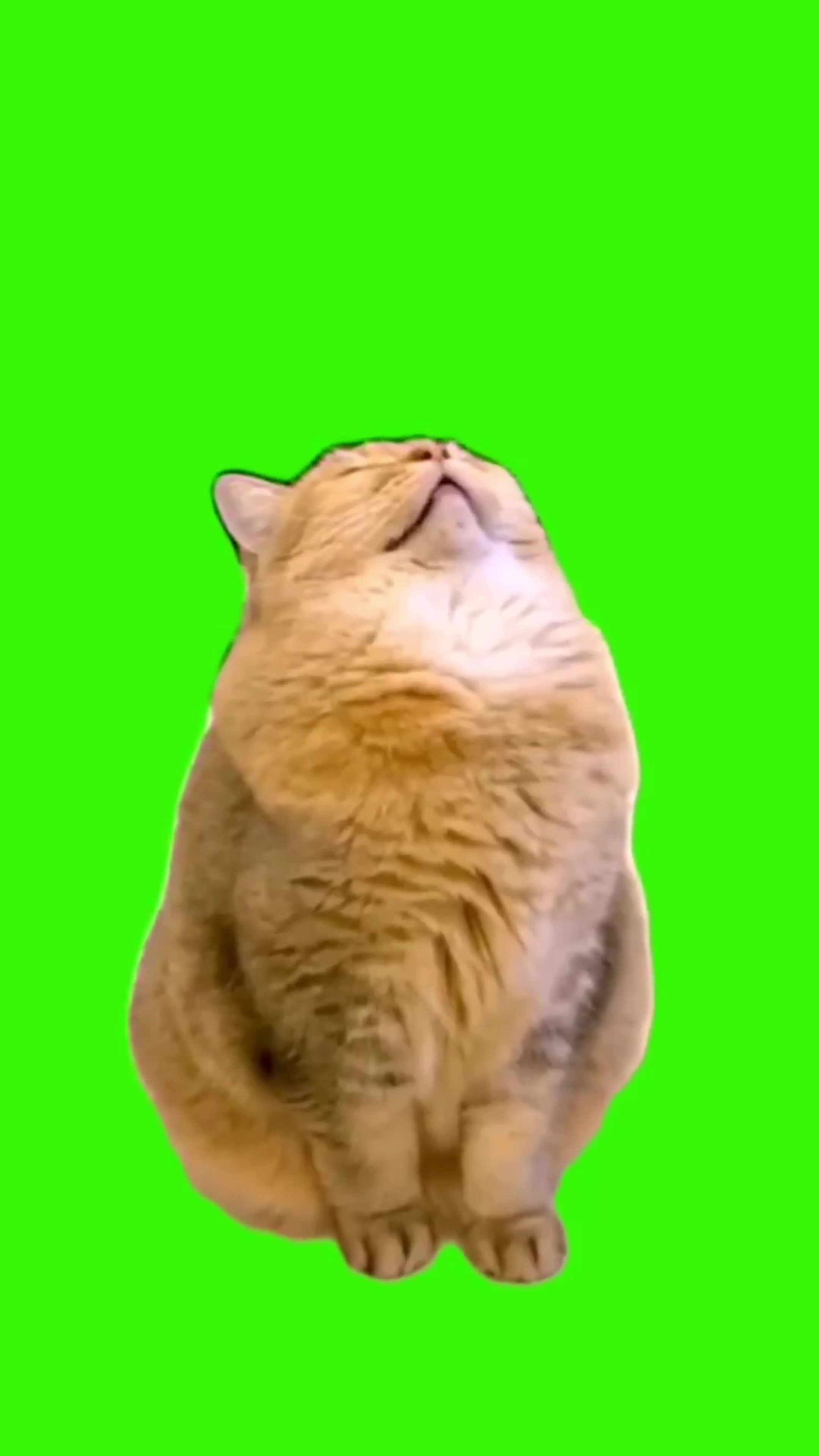Cat snoring green screen
