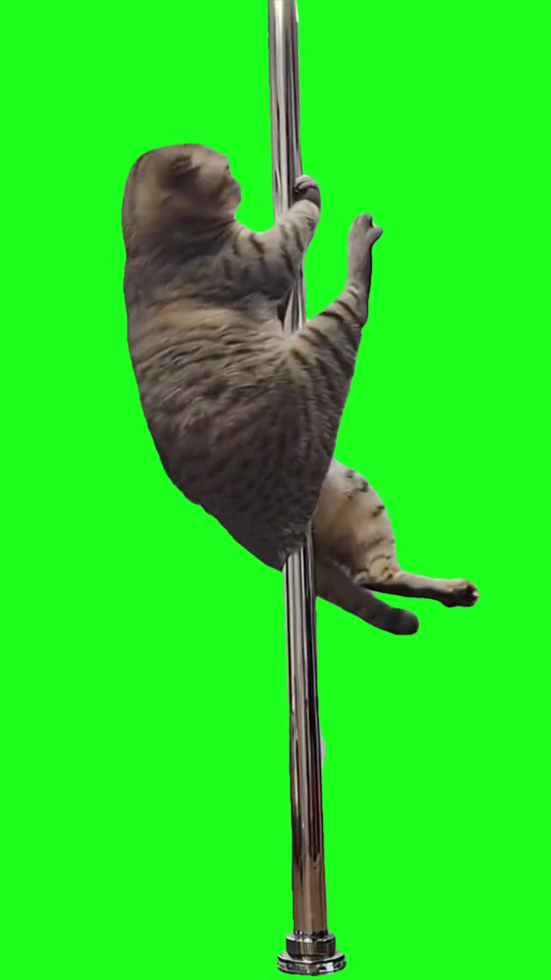 Cat spinning pole green screen