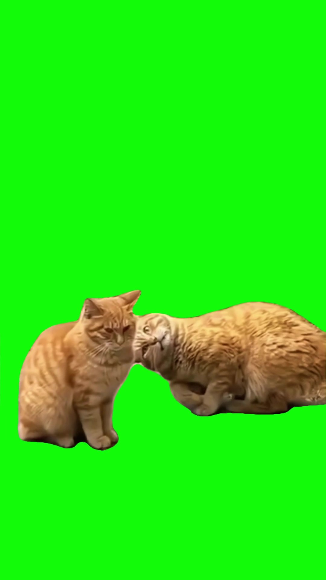 Cat staring down a cat green screen