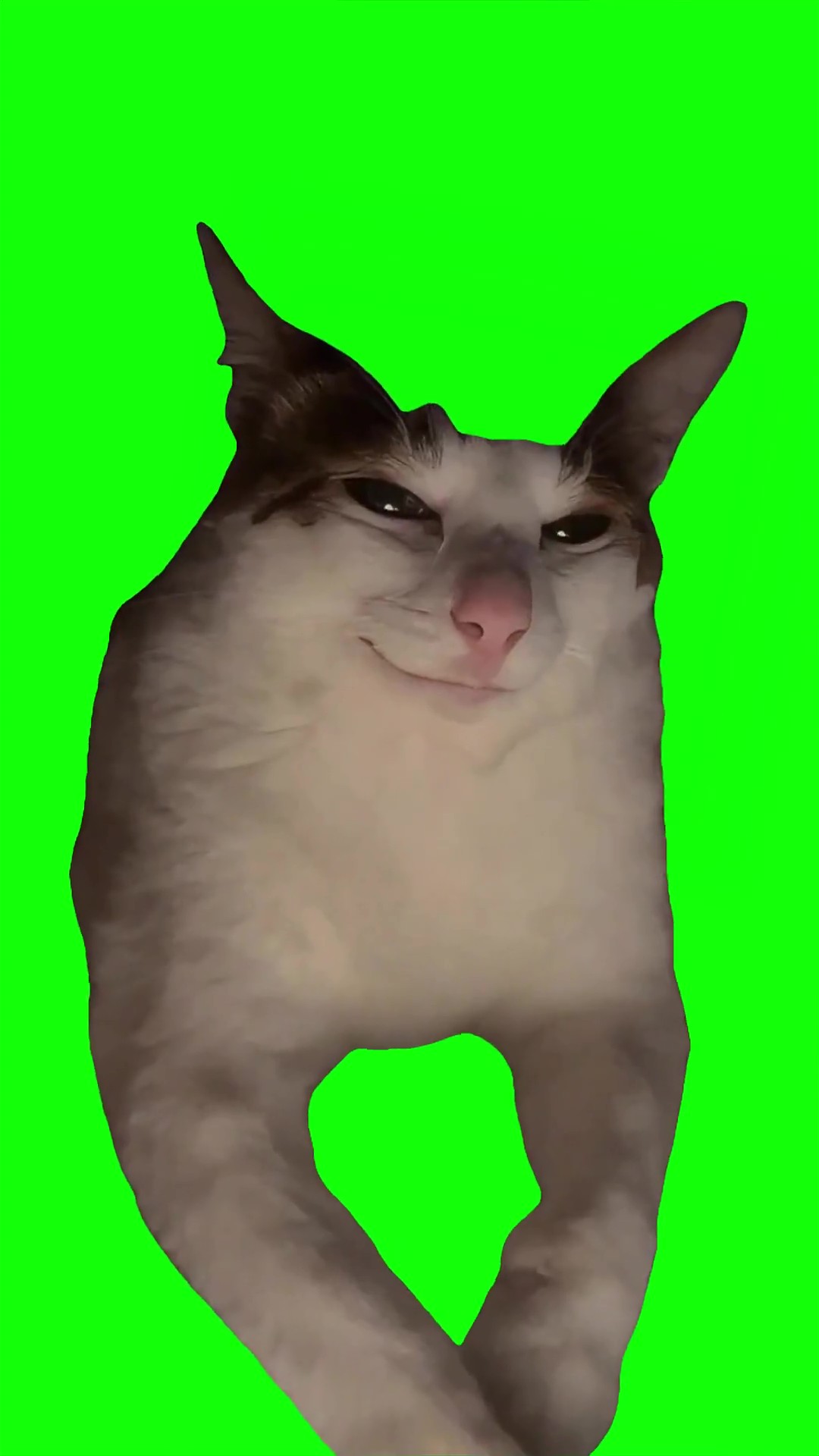 Cat starting evilly green screen