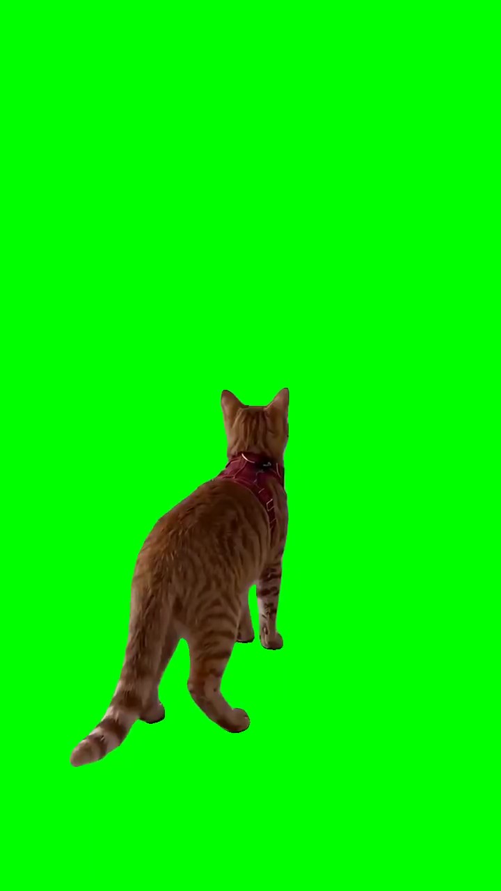 Cat swimming on the floor green screen