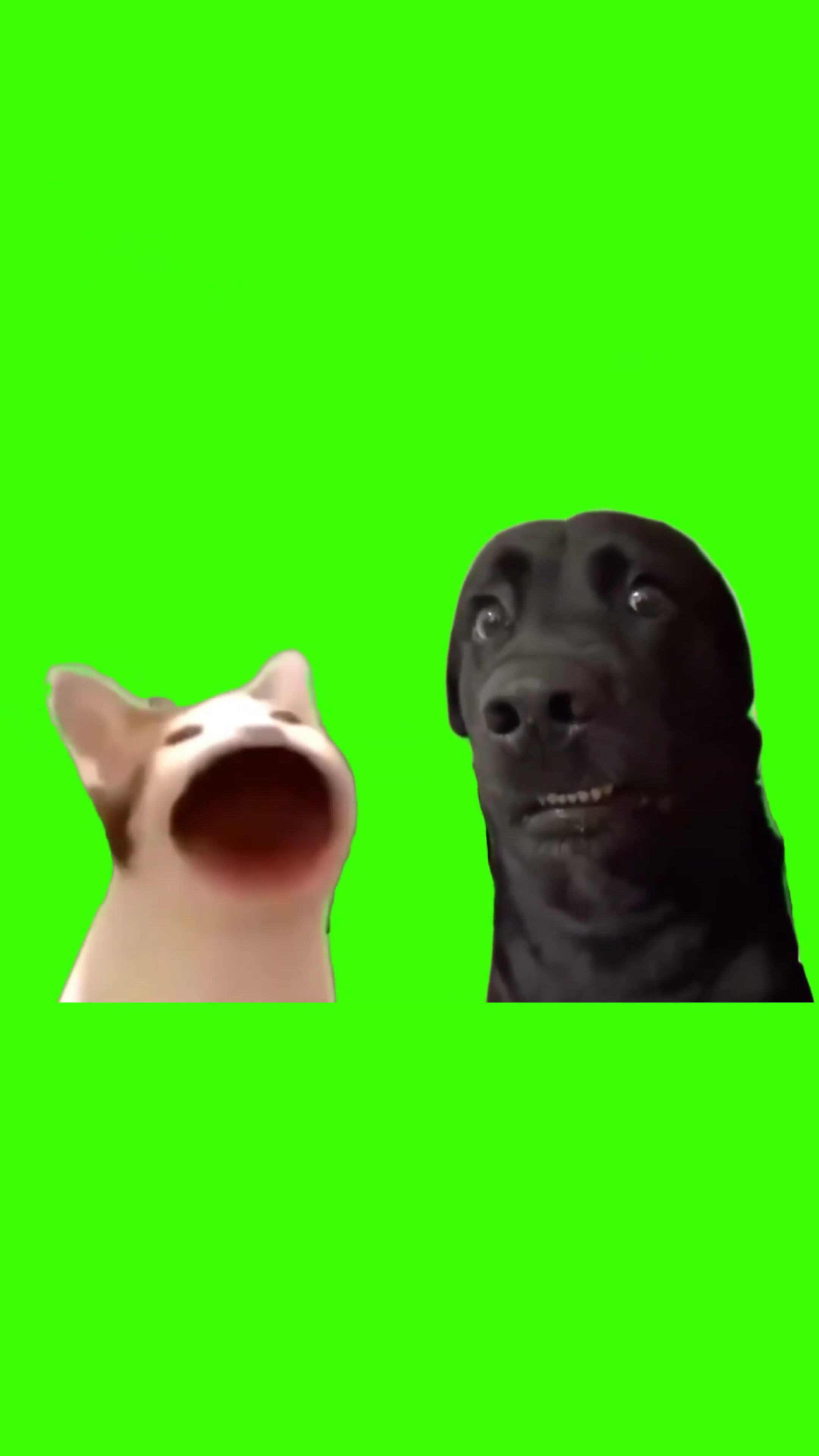 Cat talking to an awkward dog green screen