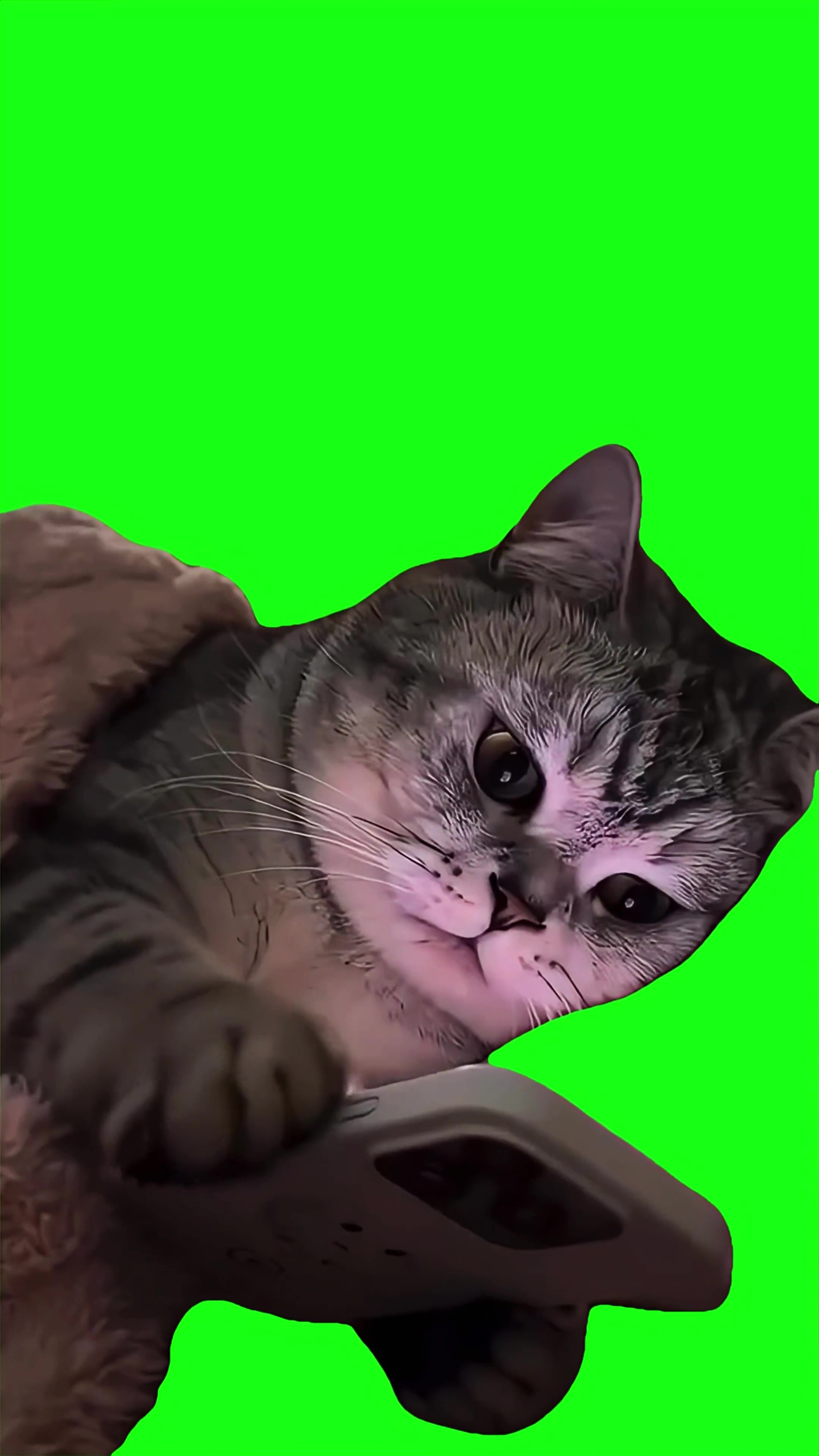 Cat texting and going to sleep green screen