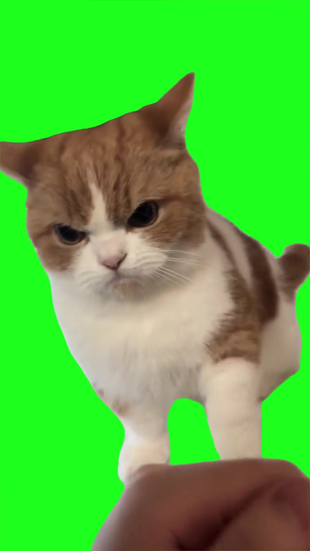 Cat throwing punches green screen
