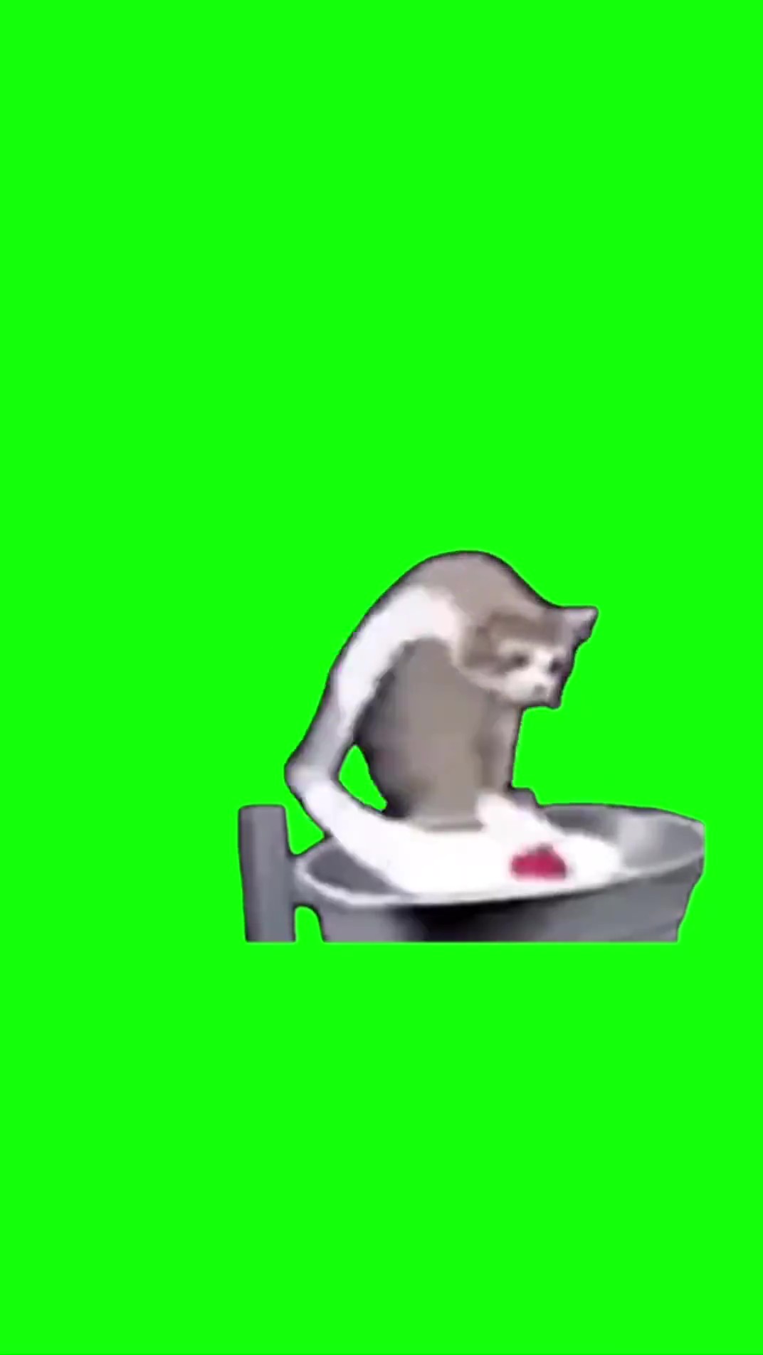 Cat washing clothes green screen