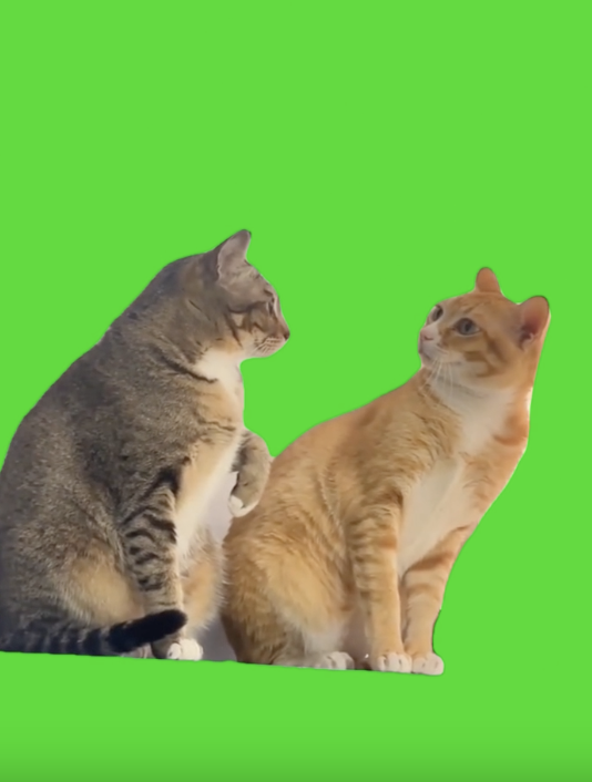Cat whispering green screen