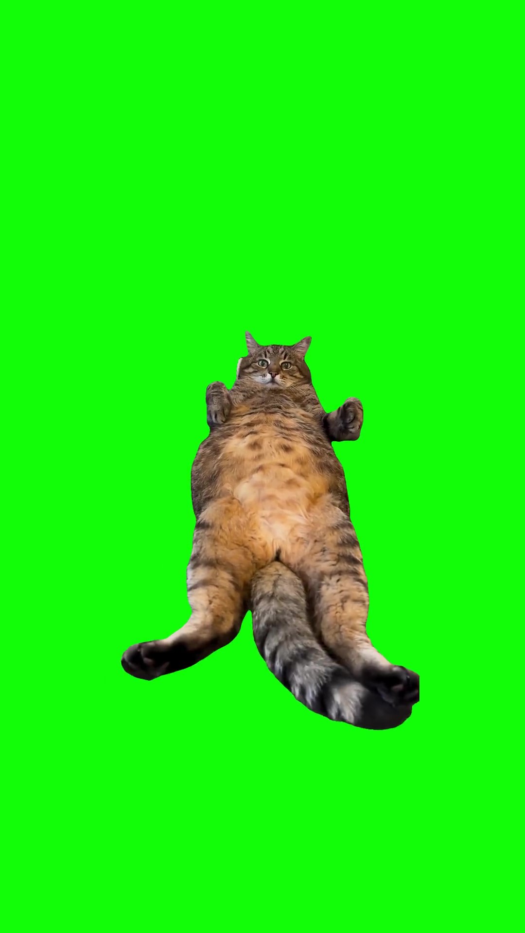 Cat wiggle tail green screen