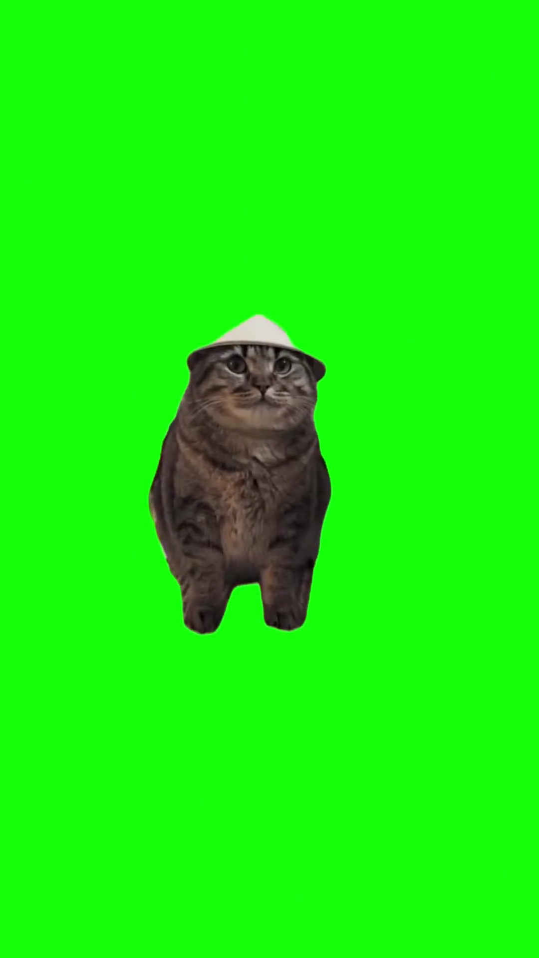 Cat with Chinese hat green screen
