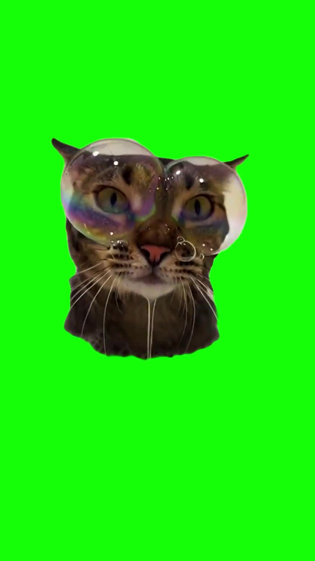 Cat with Soap Bubbles green screen