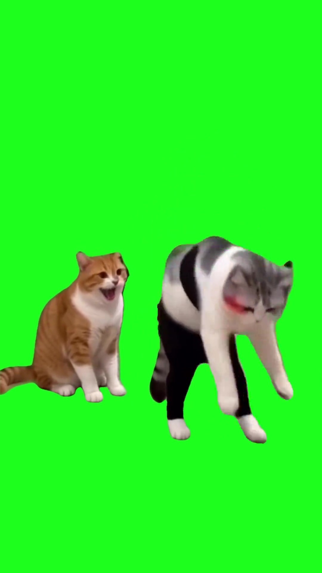 Cat with clothes rip green screen