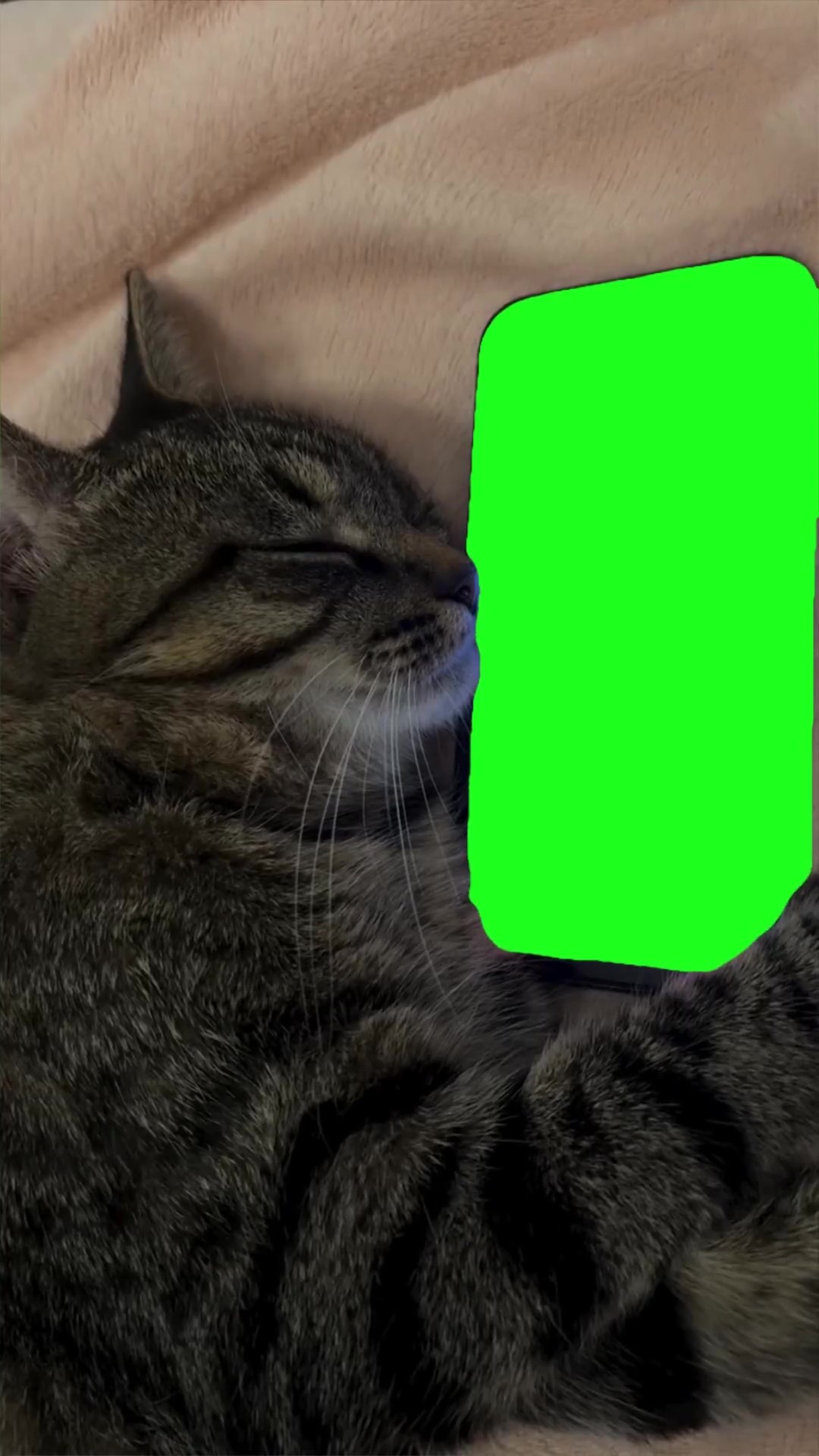 Cat with phone listening to justibe bueber green screen