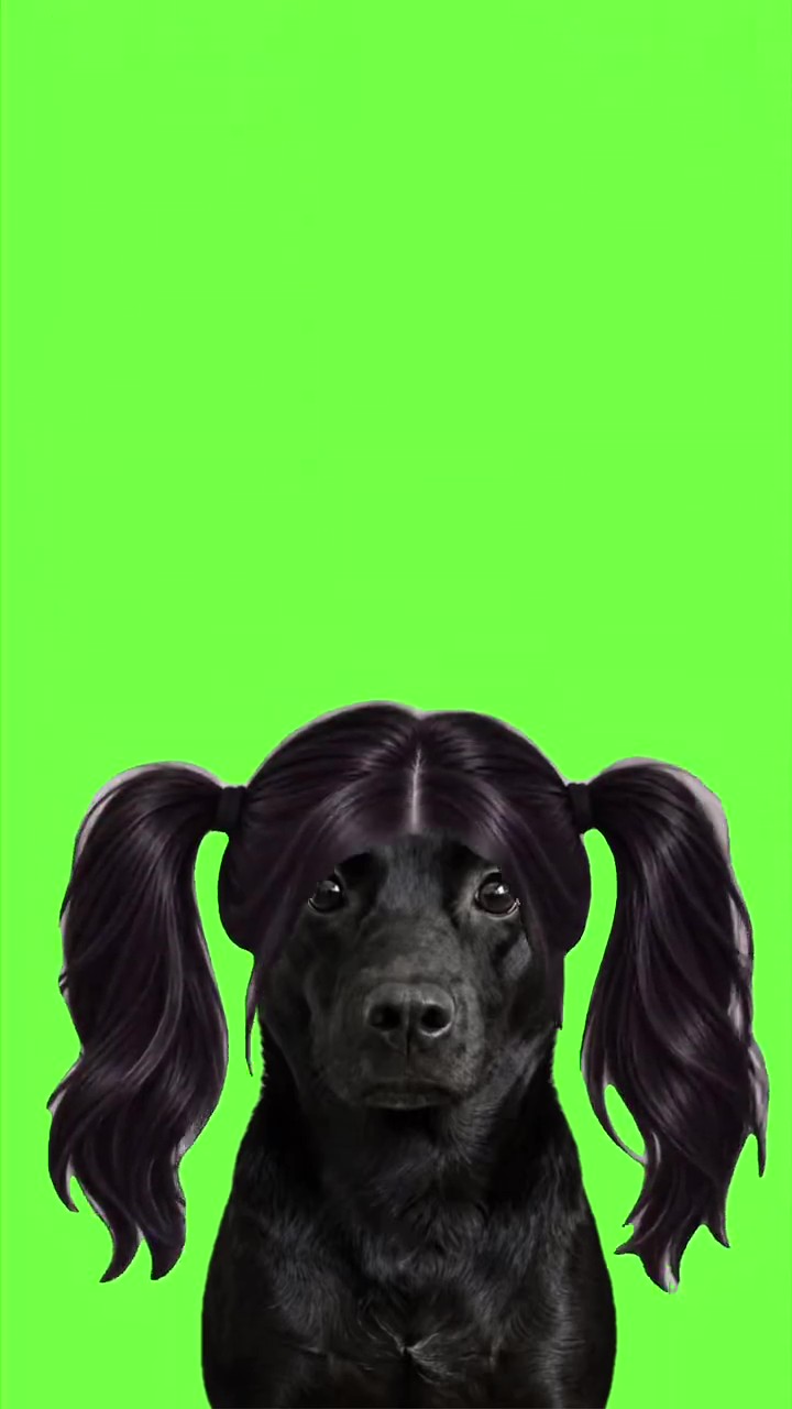 Catch the Dog green screen
