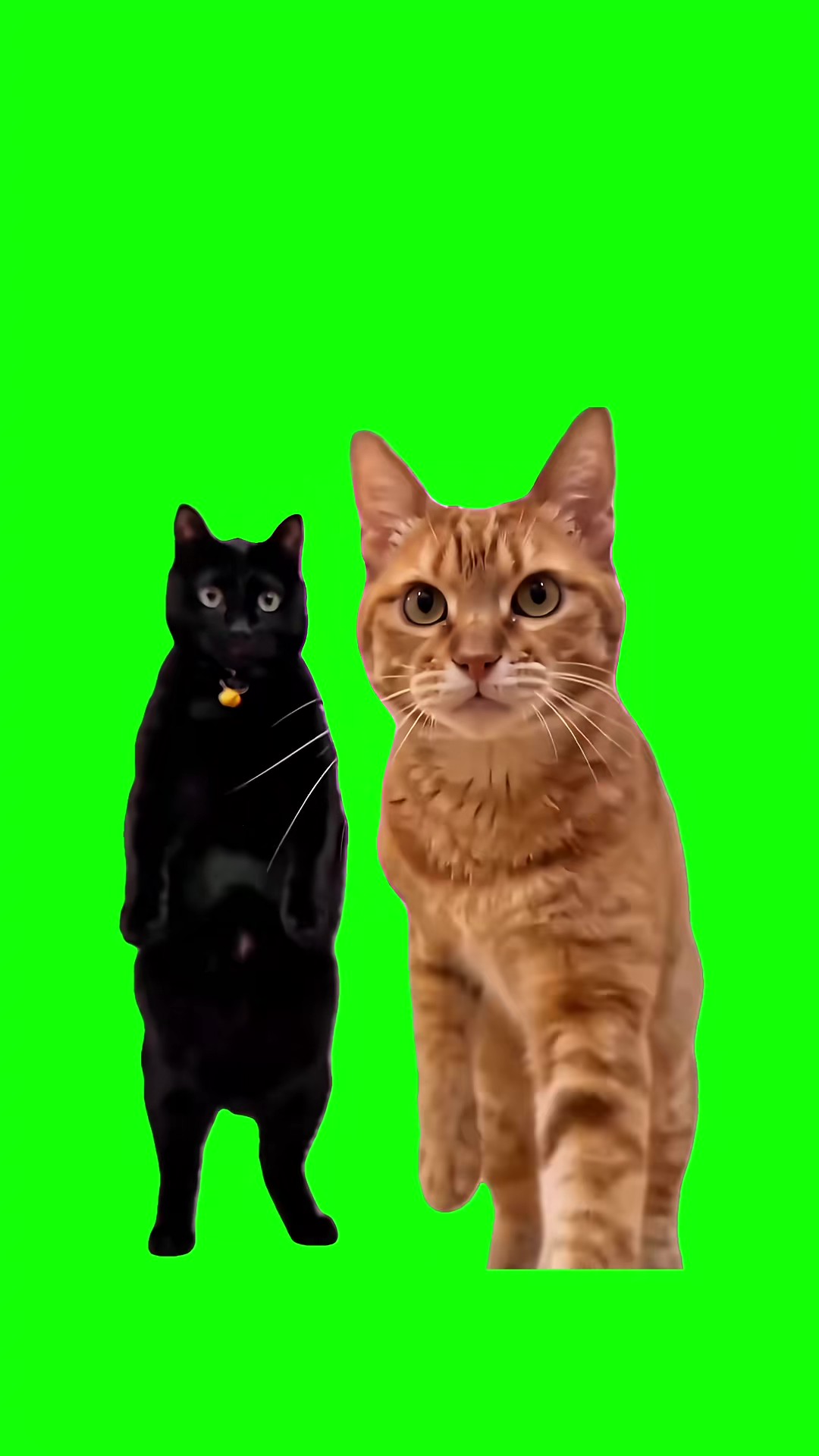 Cats Dancing green screen