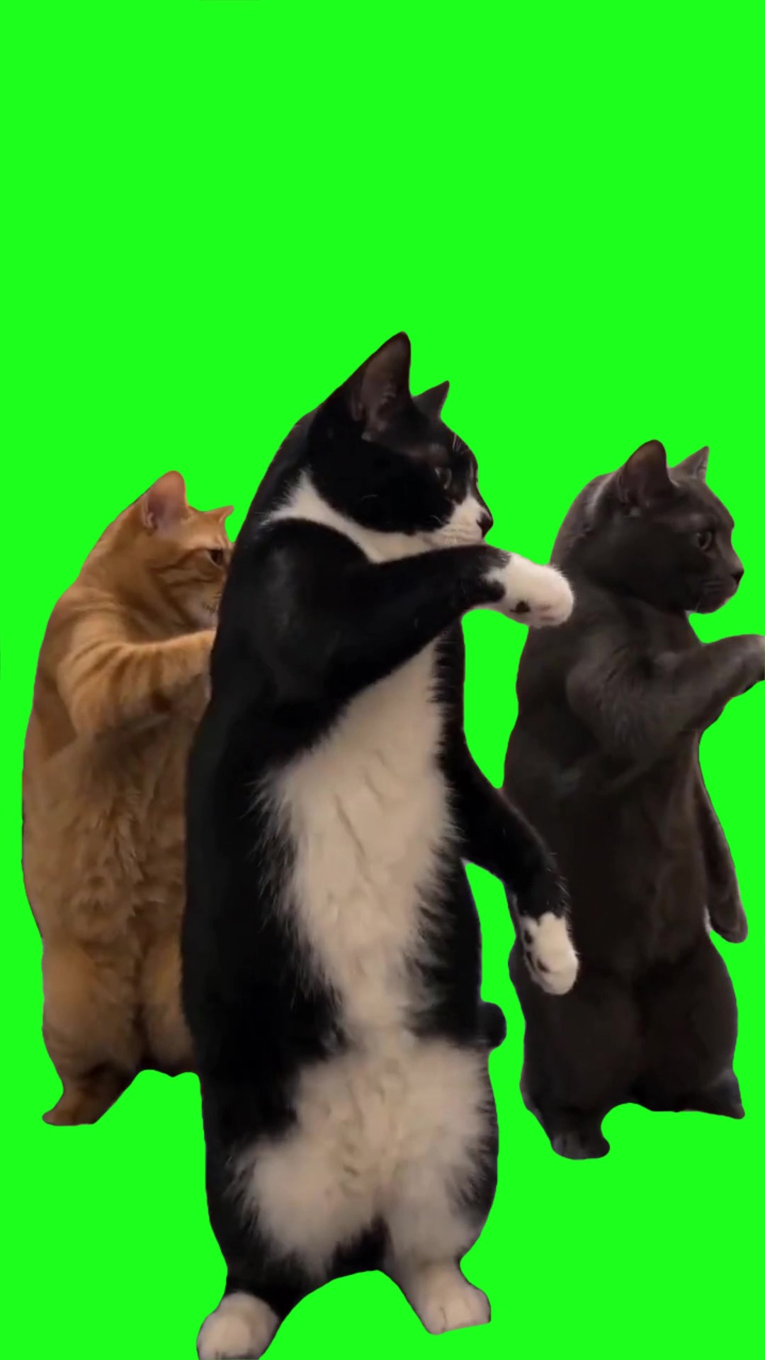 Cats Dancing green screen