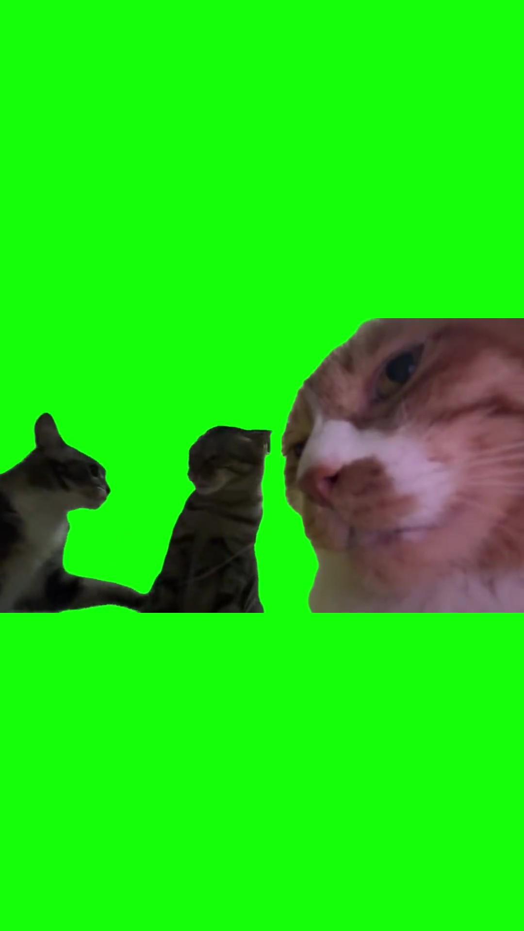 Cats Fighting green screen